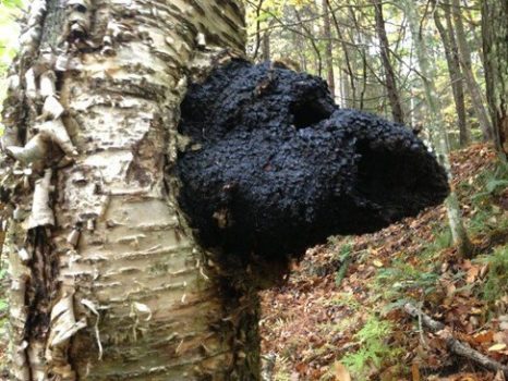 5 Bienfaits du Chaga : le champignon qui protège le Corps