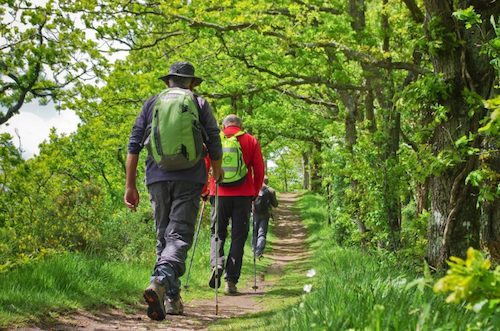 Maladie de Lyme : les traitements naturels qui soulagent