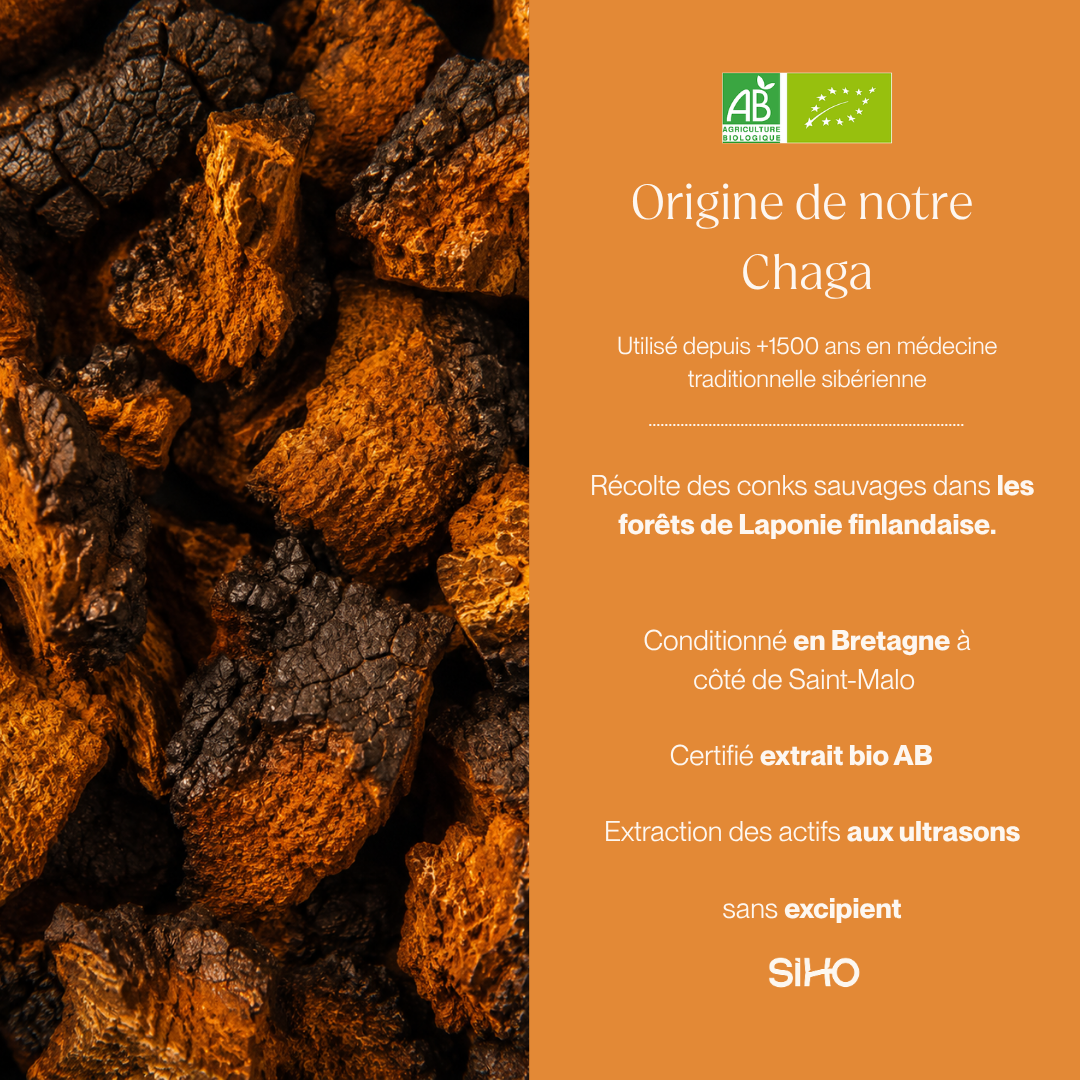 Chaga, extrait bio hautement dosé