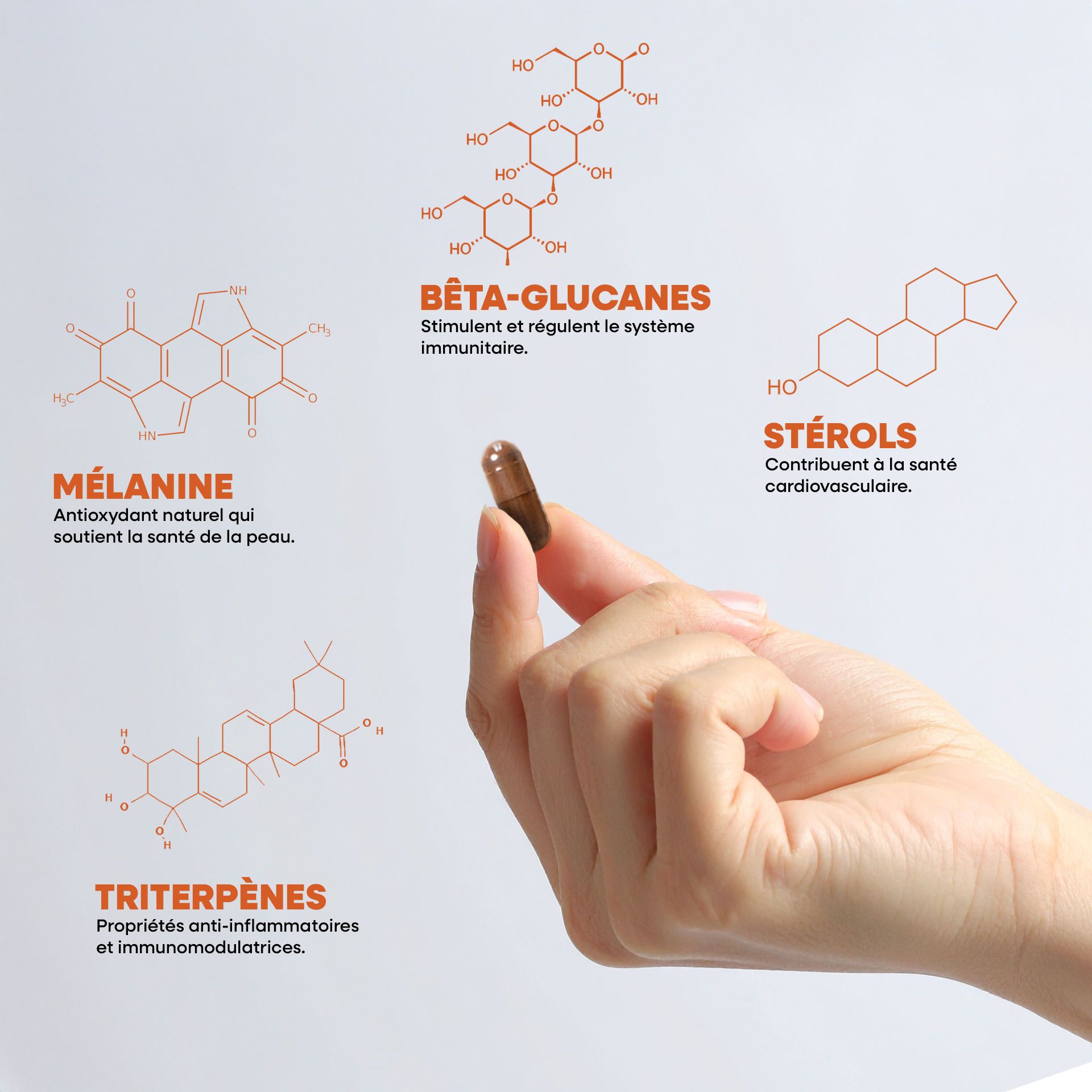 Chaga, extrait bio hautement dosé