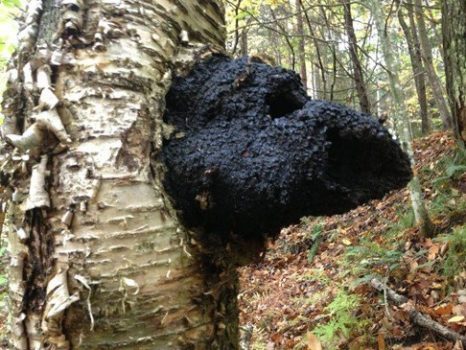 Chaga: Les Bienfaits d’un Champignon Immunogène !