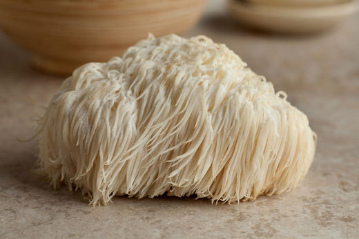 Champignon crinière de lion