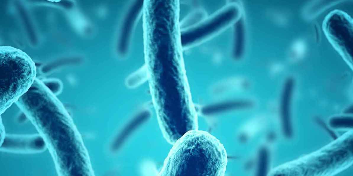 Prébiotiques et probiotiques : quelles différences ?