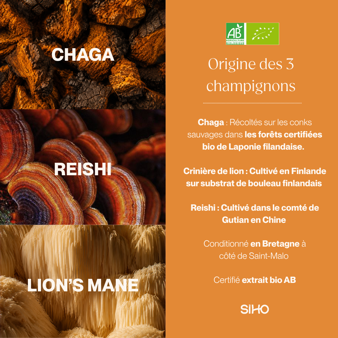 Complexe 3 champignons : Reishi, Chaga, Crinière de lion I 60 gélules