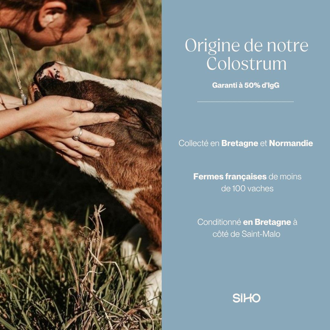 Colostrum bovin français