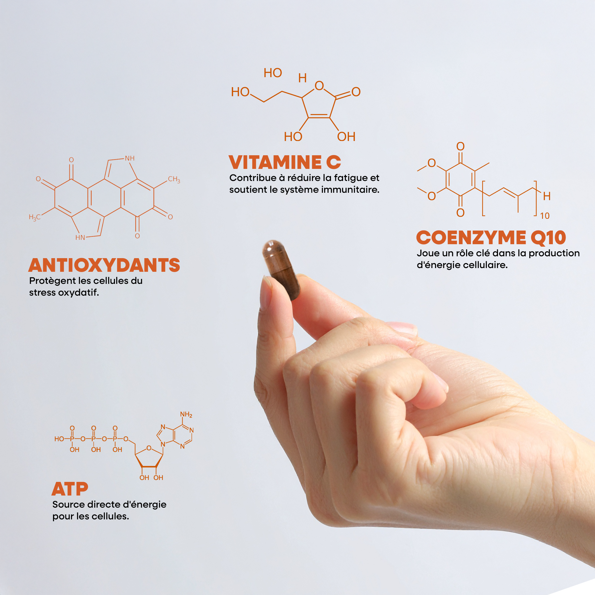 Coenzyme Q10 - CoQ10 - hautement dosée