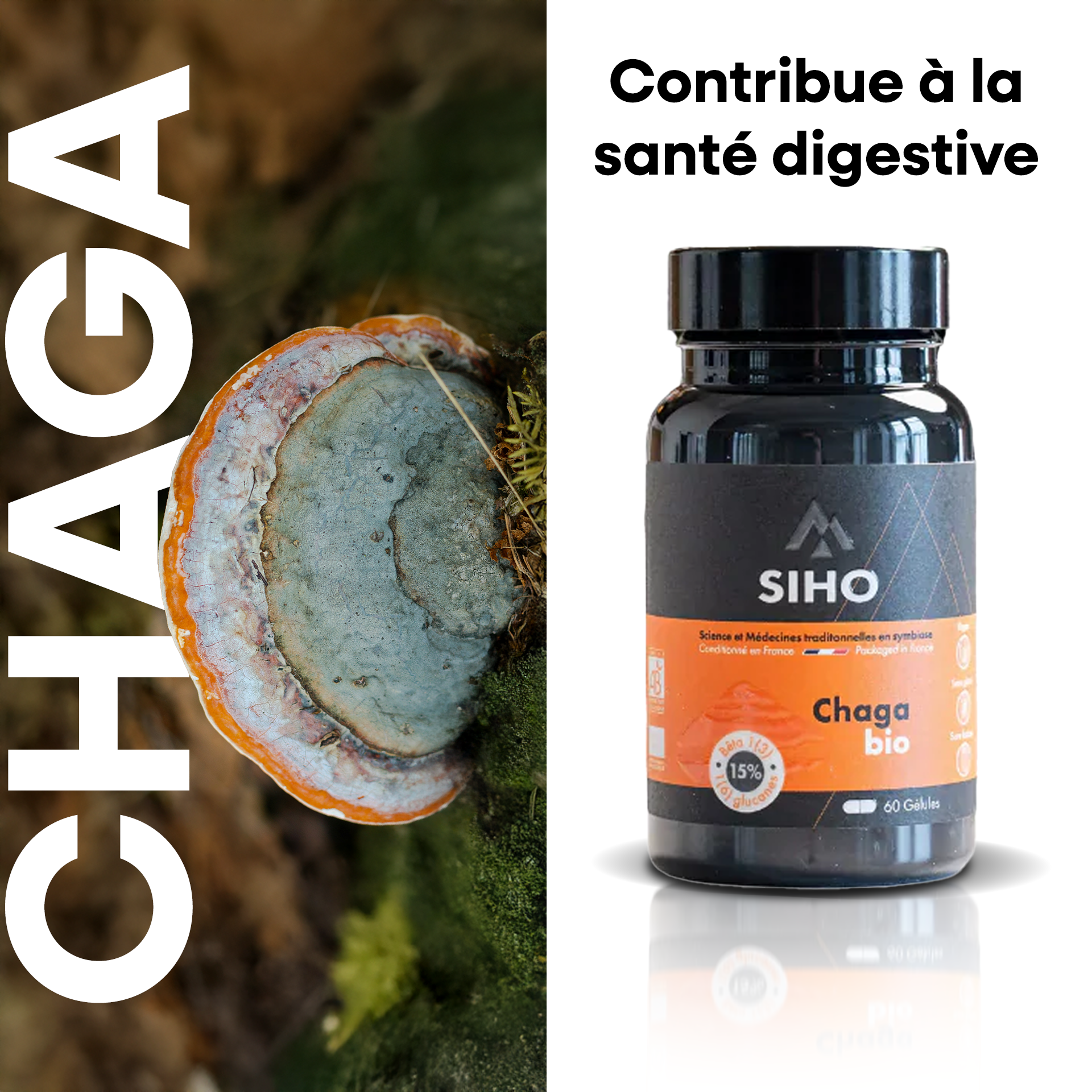 Chaga, extrait bio hautement dosé
